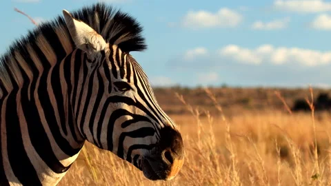 Closeup profile view of handsome black and white face of zebra in golden field Stock Footage 313041172