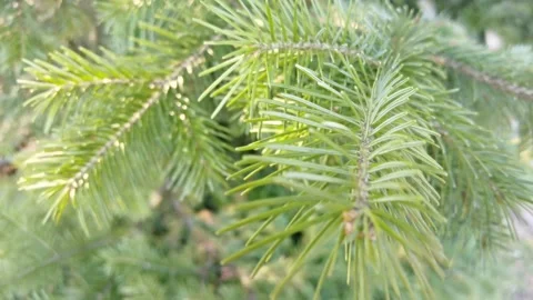 Closeup progression of evergreen pine needles moving gently in the breeze Stock Footage 296154266