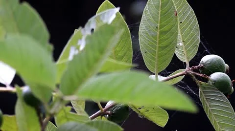 Closeup on Prolific Fruiting Guava Tree Stock-Footage 11290684