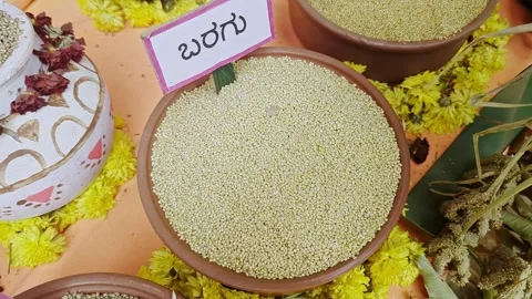 Closeup of proso millet displayed at krishi mela highlighting grain texture.. Stock Footage 334553384
