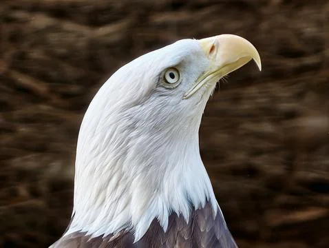 Closeup of proud bald eagle face. Sharpfocused image of eagle with regal pl.. Stock Photos