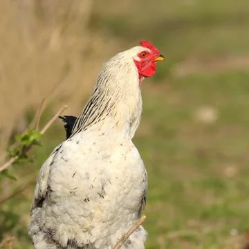 Closeup of proud rooster Stock Photos