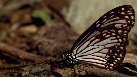 Closeup puddling behavior of glassy tiger butterfly. Stock Footage 328244455