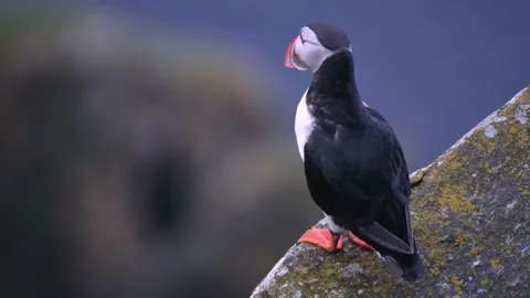 Closeup of Puffin bird on the cliffs of Runde island Video stock 230219825