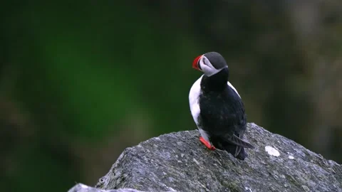 Closeup of Puffin bird watching the cliffs of Runde island Stock Footage 230220224