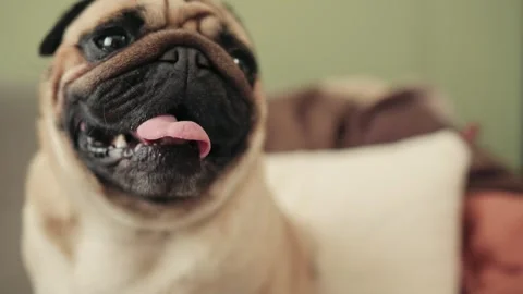Closeup Pug Portrait Vídeo Stock 343838908