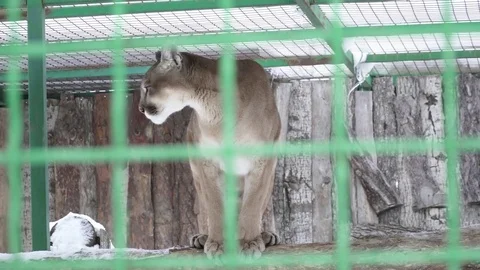 Closeup of puma walking in the cage on snow Stock Footage 73327769