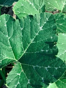 Closeup pumpkin leaf at the garden Stock Photos