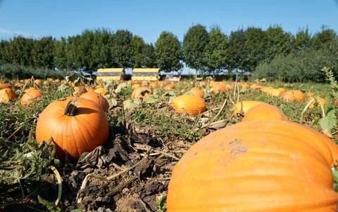 Closeup of pumpkins in a patch Fotos de archivo