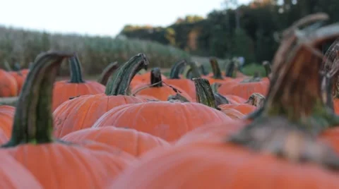 Closeup of Pumpkins with Stems Stock Footage 54554521