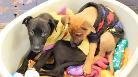 Closeup on Puppies Stock Footage 21269224
