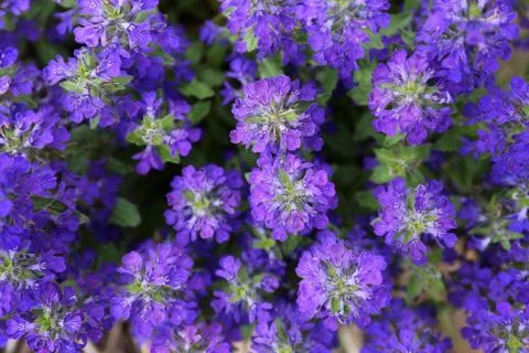 Closeup on Purple Ajuga "Bugleweed" Groundcover Flowers Background Stock Photos