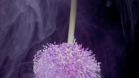 Closeup purple allium head drifting through dark smoky studio backdrop Vidéo 331847762
