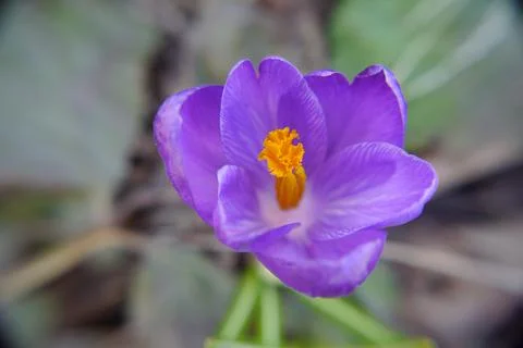 Closeup of a purple crocus flower Stock Photos
