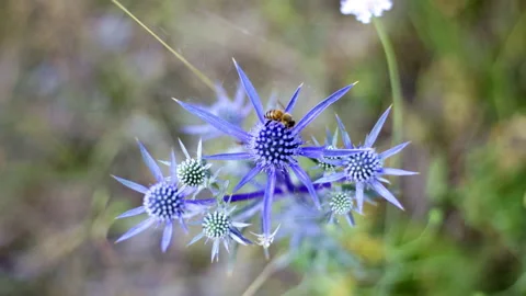 Closeup of purple flower with bee Stock Footage 235416519