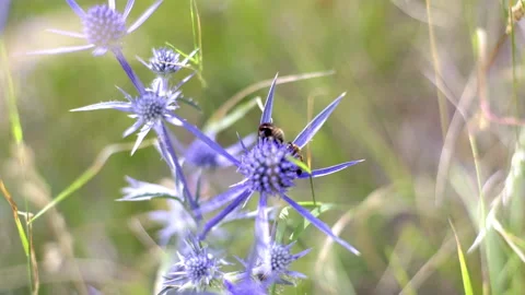 Closeup of purple flower with bee Video stock 235416532