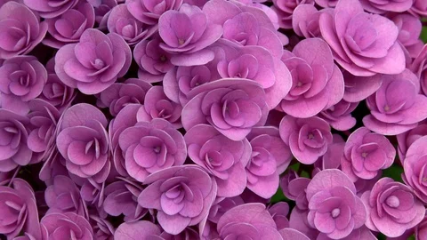 Closeup of the purple hydrangea flower, 4K Stock Footage 99625481