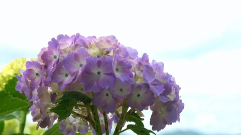 Closeup of the purple hydrangea flower, 4K Stock Footage 127680744