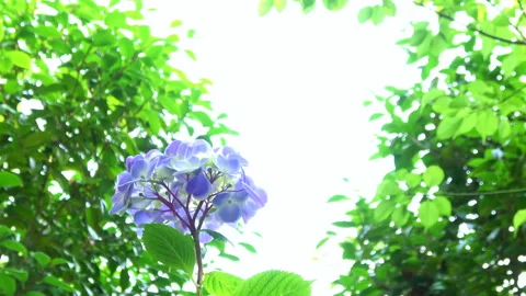 Closeup of the purple hydrangea flower. 4K Stock Footage 242574826