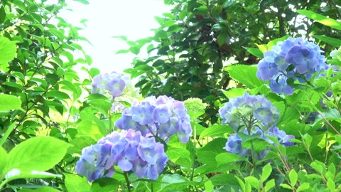 Closeup of the purple hydrangea flowers. 4K Stock Footage 264557065
