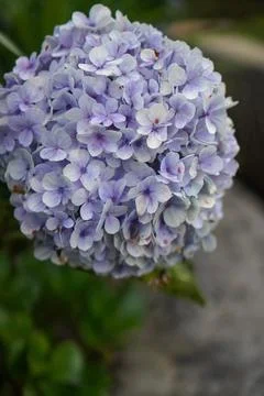 Closeup of purple hydrangea (Hydrangea macrophylla) blooming in spring Foto stock