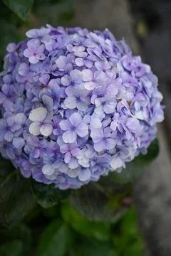 Closeup of purple hydrangea (Hydrangea macrophylla) blooming in spring Foto stock