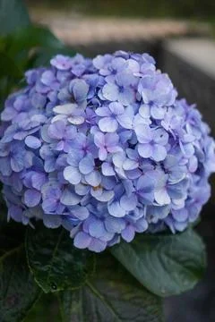 Closeup of purple hydrangea (Hydrangea macrophylla) blooming in spring Stock Photos