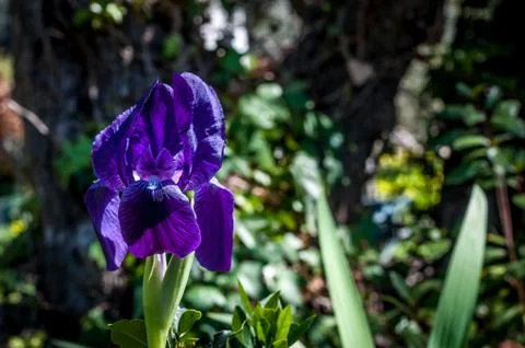 Closeup of purple iris flower Stock Photos