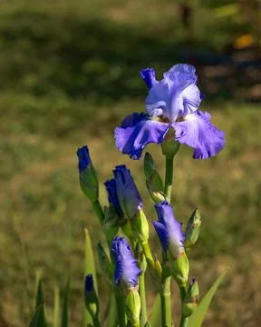 Closeup of purple Iris flower Stock Photos