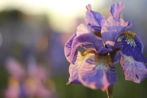 Closeup of a purple iris Stock Photos