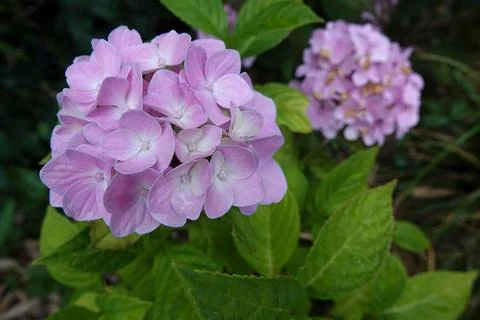 Closeup on a purple Mophead Hydrangea macropylla in the garden Stock Photos