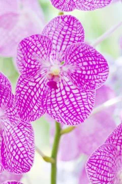 Closeup of Purple orchids Stock Photos