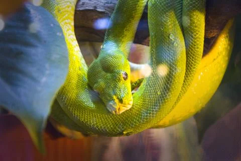 Closeup, python, big snake reptile 写真素材
