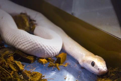 Closeup, python, big snake reptile 스톡 사진