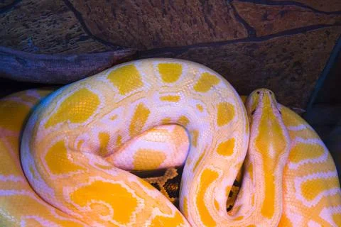 Closeup, python, big snake reptile 库存照片