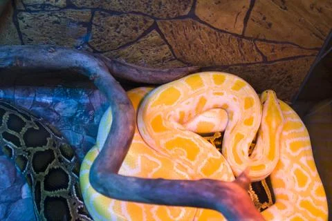 Closeup, python, big snake reptile Photos