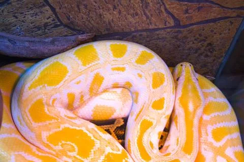 Closeup, python, big snake reptile Photos