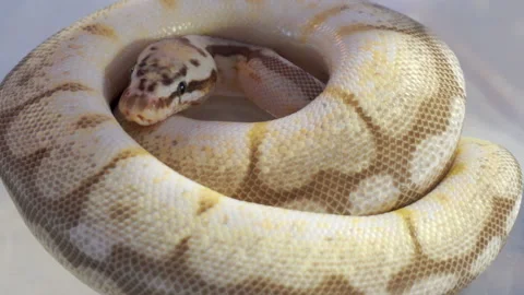 Closeup of Python that curls up in a circle at a pet festival. Stock Footage 139627407