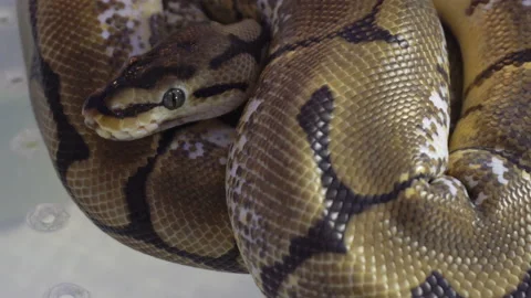 Closeup of Python that curls up in a circle at a pet festival. Video stock 139627626