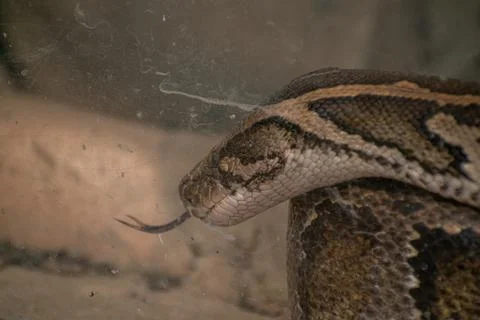 Closeup of a python molurus snake curved in a glass aquarium with its tongue out Photos