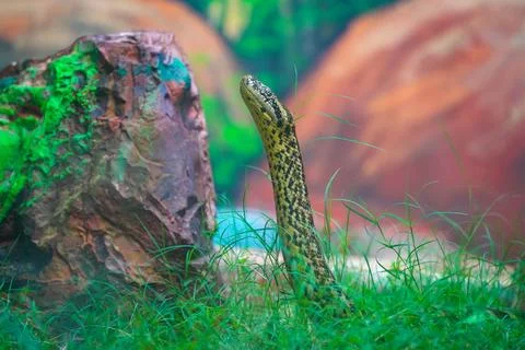 Closeup of a python with raised neck looking for hunt in the wild Stock Photos