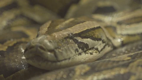 Closeup, python snake Stock Footage 97839090