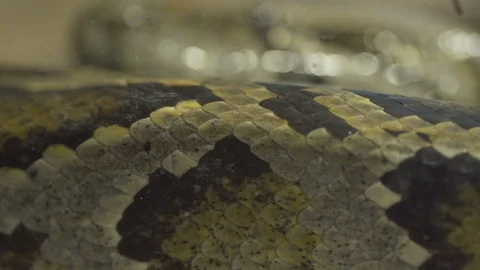 Closeup, python snake Stock Footage 97839211