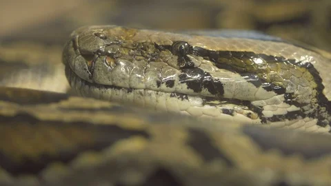 Closeup, python snake Stock Footage 99224932