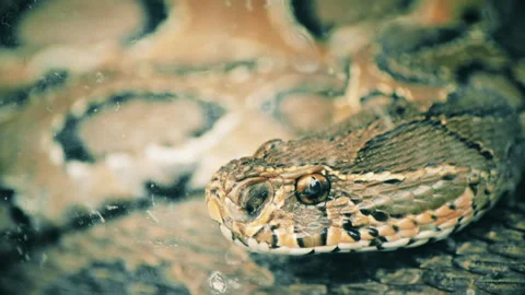 Closeup of Python Snake head showing bifurcated tongue and body scales/pattern Stock Footage 142428190