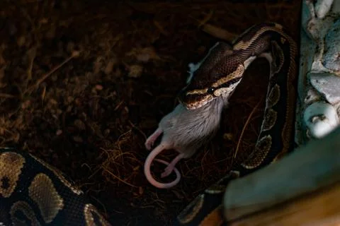 Closeup of the python swallowing a rat. Foto stock