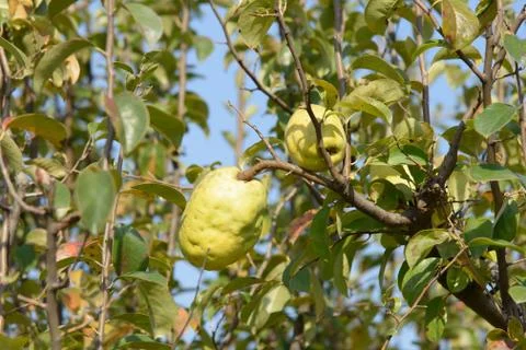 Closeup of quince on a tree Stock Photos