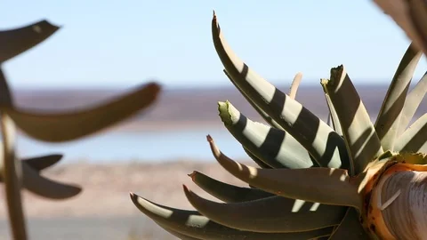 Closeup of Quivertree leave branch in Namibia Stock Footage 102732600