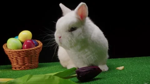 Closeup of rabbit and vividly colored eggs in woven container Video stock 330482202