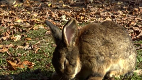 Closeup of a rabbit, Budapest, Hungary 스톡 동영상 134067536